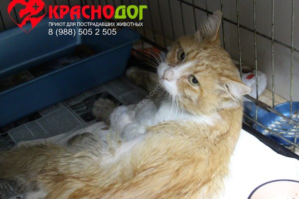 Кракен современный даркнет маркет плейс